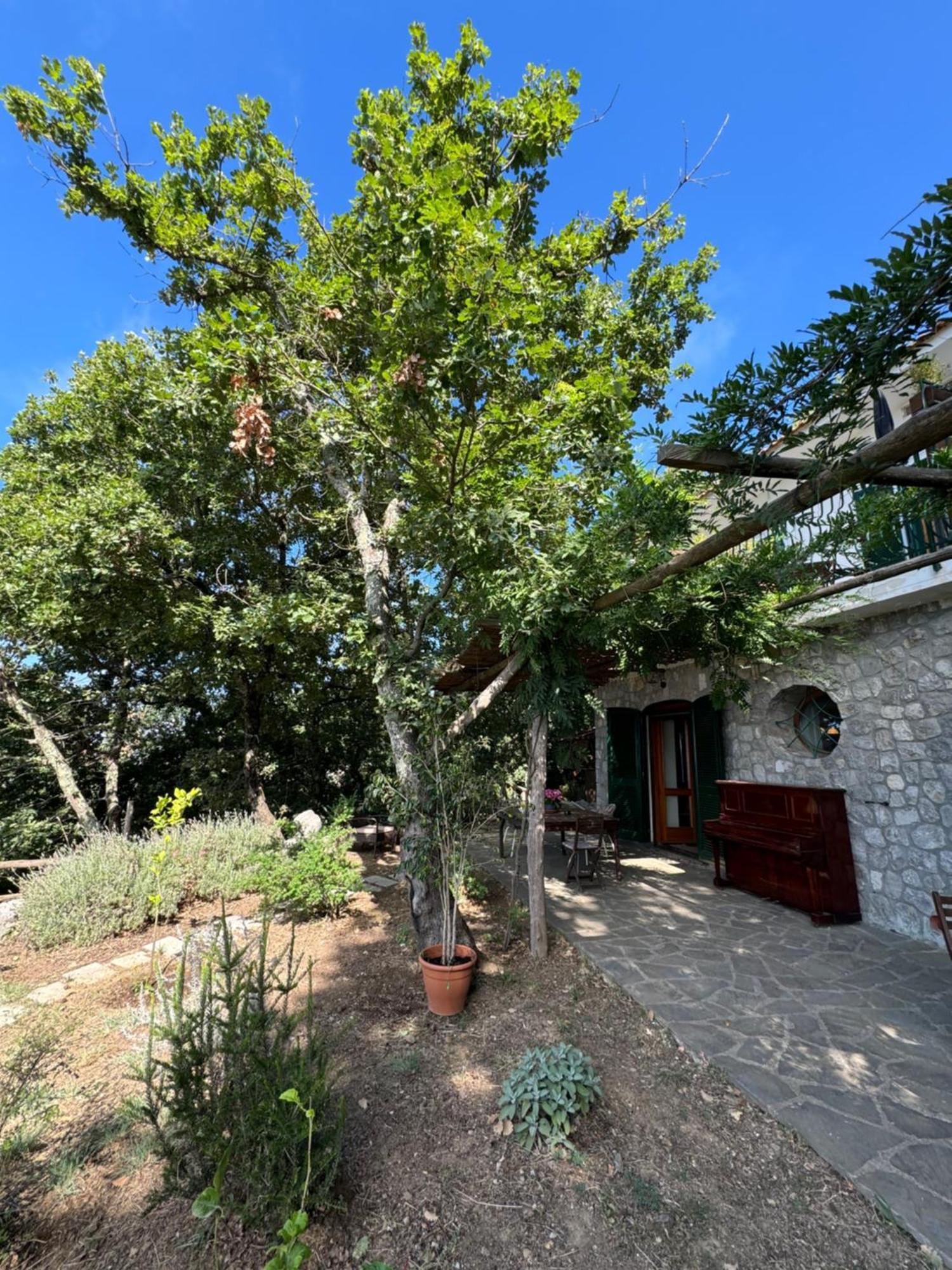 Bed and Breakfast Groove'N'Grove à SantʼAgata sui Due Golfi Extérieur photo